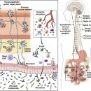 Re: The neurobiology of irritable bowel syndrome. 2023 Nature review 이미지