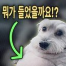 직고가 뭐의 줄임말이념 이미지