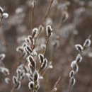 강아지 천국 이미지