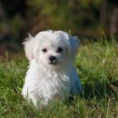 하얀강아지 이미지