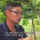 평창진이네오미자농장 이미지