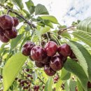 마트 체리는 이제 못 먹겠어요🍒 신선한 워싱턴 생체리 솔직 후기