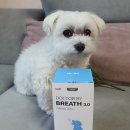 강아지 기관지 영양제 닥터바이 브레스, 8살 초코의 산책 후 변화 솔직 후기 🐶🫁