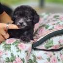 도그메종 이미지