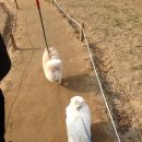 봄날의 강아지 이미지