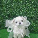 냥이멍이세상 이미지