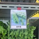 텃밭 가꾸기 주말농장 농부체험 원주 중앙시장 학성동 금지게팜 씨앗가게