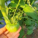 오병이어농장 이미지