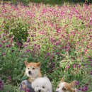 수원꽃농원 이미지