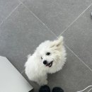 까까멍멍 이미지