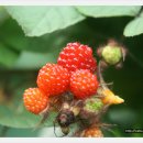 본초당한의원 이미지