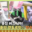 기사님들의 엔드로핀 537번 버스 냥이 "양순이" 이미지