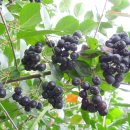 머루다래 이미지