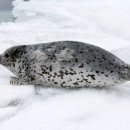 점박이 물범가족 이미지