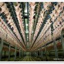 (주)하림 정읍공장 이미지