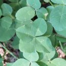 클로버부동산공인중개사사무소 이미지