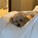 스테이담 이미지