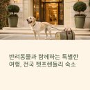반려동물과 함께하는 전국 펫프렌들리 숙소 추천