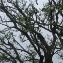 제주 도련동 귤나무류 이미지