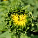 해바라기농장 이미지