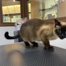 단비캣 이미지
