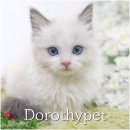 장흥켄넬 | 장흥고양이분양 비단결 같이 부드러운 털