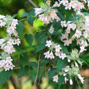 아마빌리스 이미지