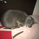 베스트동물병원 | 동탄동물병원 고양이 예방접종 잘하는 곳 추천