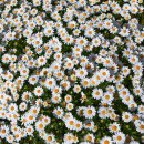 구절초가는길 이미지