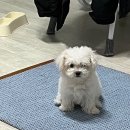 러브미독 이미지