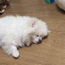 미르동물병원 | 강아지 입양 후기｜경기도 보호복지플랫폼에서 만난 우리 미르