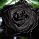 흑장미 이미지