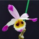 Dendrobium pendulum 'Black eyes' 종절 석곡 이미지