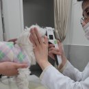 샤인아이안과동물병원 이미지