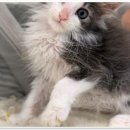 라온캣 대구고양이분양 낭만펫 강아지분양 대구점 이미지