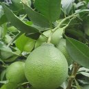 봉이농장 이미지