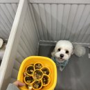 도기크루 이미지