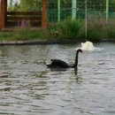 흑고니 (black swan)를 아시나요? 이미지