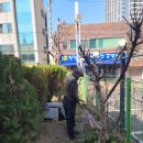 식수이식 및 가로수 정지작업 이미지