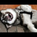 온천천동물병원 이미지