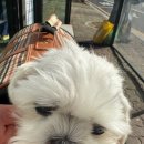 마린숲 동물병원 | 박재롱이 건강검진 하러 구월숲동물병원 다녀왔어요 🐶🌿