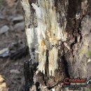 목천IC주유소 이미지