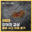 서초이음동물병원 | 서초 동물병원 강아지 교상 물림 사고 치료 후기