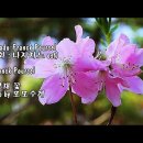 [영상음악] Soleado(영화 나자리노 ost) - Franck Pourcel &amp; photo by 이미지