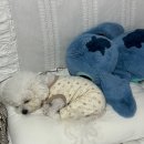 데쟈트 | 이러쿵 저러쿵