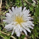토종 흰 민들레꽃을 많이 만났습니다. 이미지