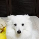 뽕자