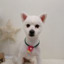 개들의 집 펫살롱 이미지