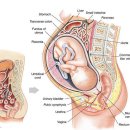 임신 주수에 따른 태아의 모습 이미지