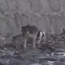 삐약이농장 이미지